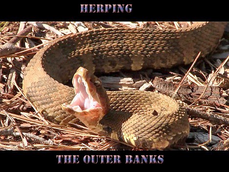herping, north carolina, water moccasin, cottonmouth, cottonmouth snake,
