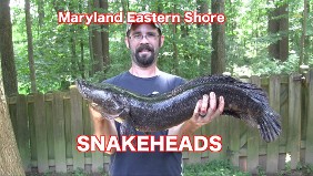 snakehead