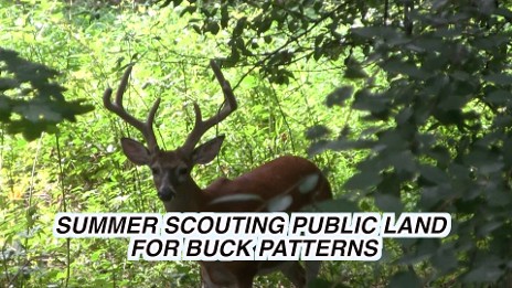 whitetail buck
