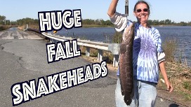camochair snakeheads