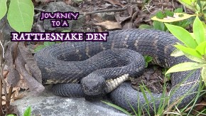 ratlesnake den, camochairproductions