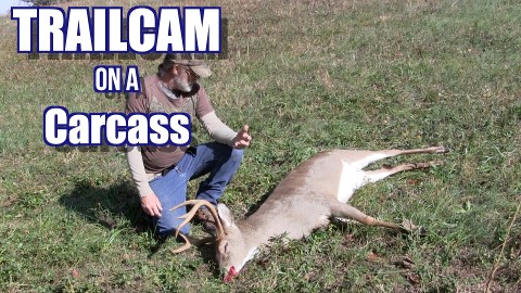 deer