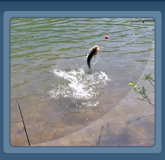 fish Jumping