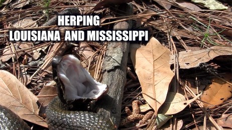 herping louisianna  herpingmississippi