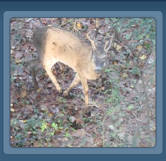 deer