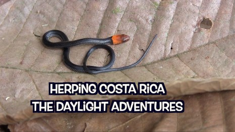 costa riica heroung