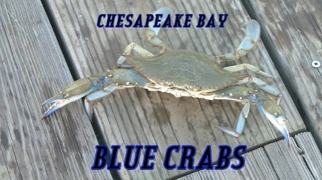 crabbing, Maryland blue crabs, crab fishing, Chesapeake Bay Blue Crabs